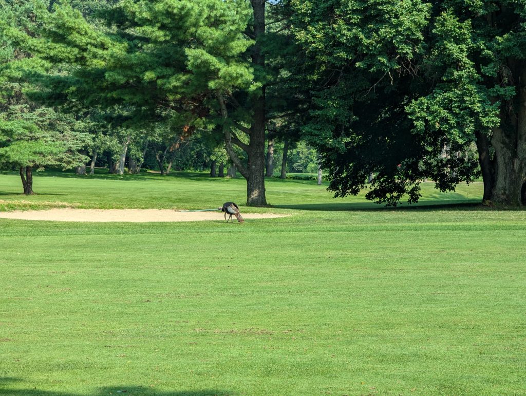 Odana Hills Golf Course 16 PXL 20240721 144326185